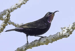 Amethyst Sunbird