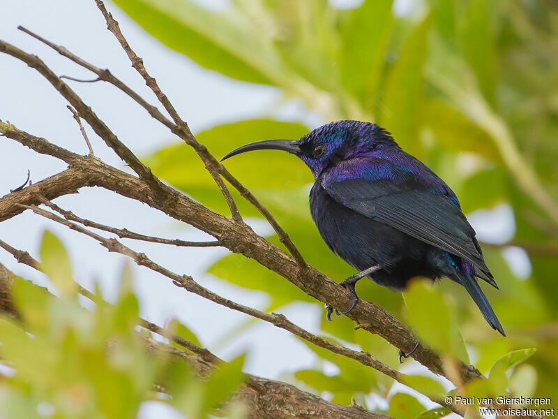 Malagasy Green Sunbird male adult