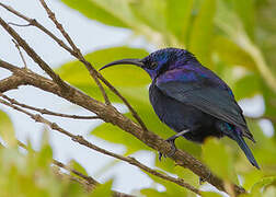 Malagasy Green Sunbird