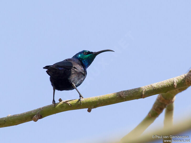 Malagasy Green Sunbird male adult
