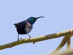 Malagasy Green Sunbird