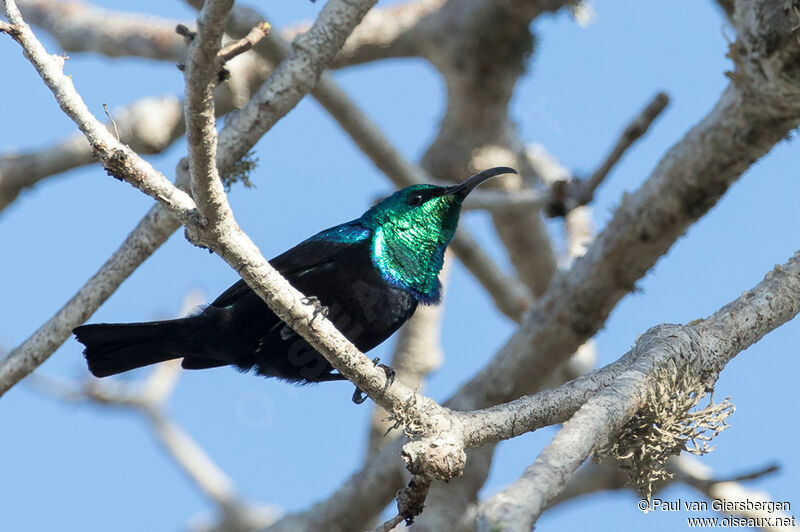 Malagasy Green Sunbird male adult