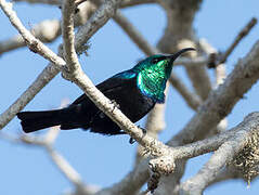 Malagasy Green Sunbird