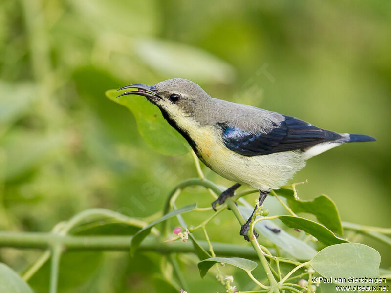 Purple Sunbird