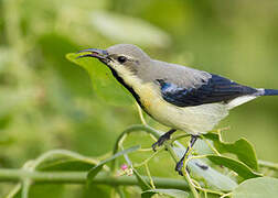 Purple Sunbird