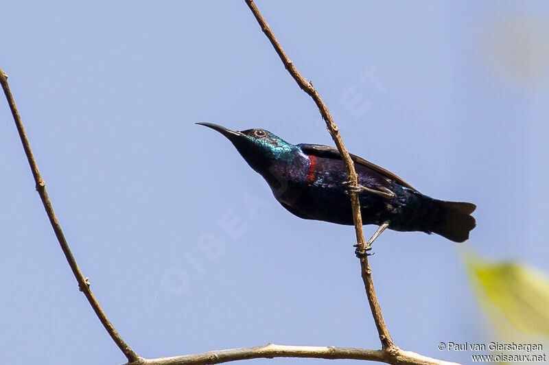 Purple Sunbird