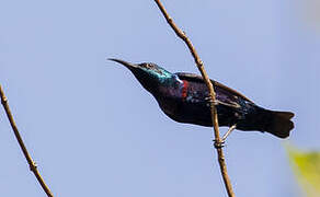 Purple Sunbird