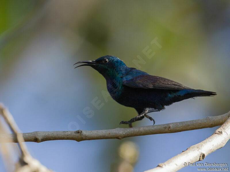 Purple Sunbird