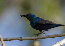 Purple Sunbird