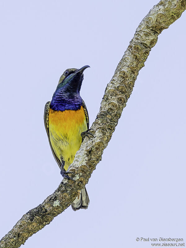 Palawan Sunbird male adult