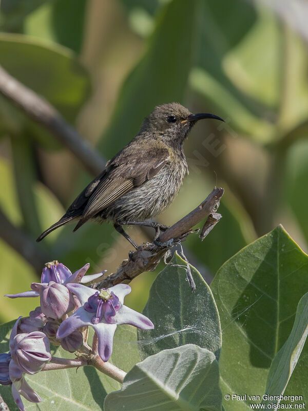 Purple-banded Sunbird