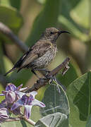 Purple-banded Sunbird