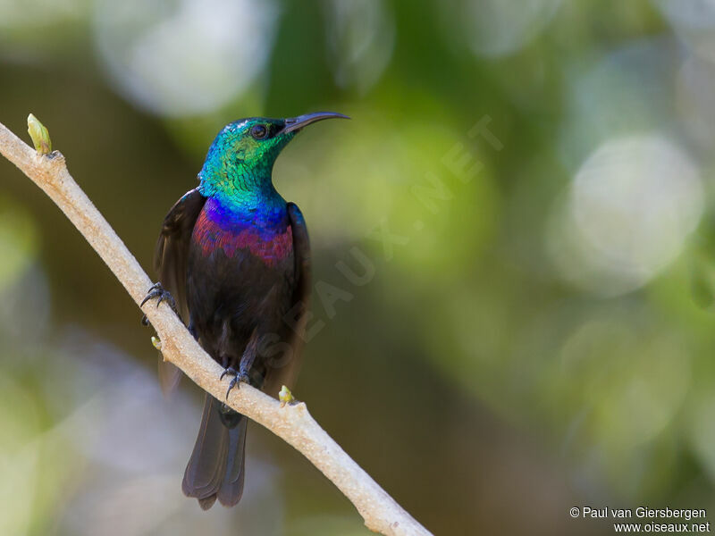 Purple-banded Sunbird