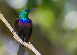 Purple-banded Sunbird