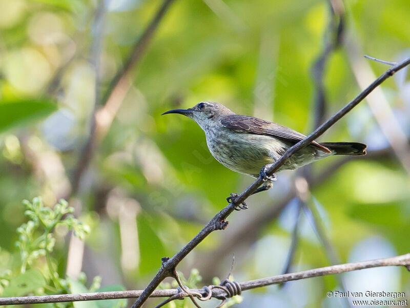 Purple-banded Sunbird