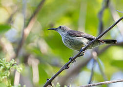 Purple-banded Sunbird