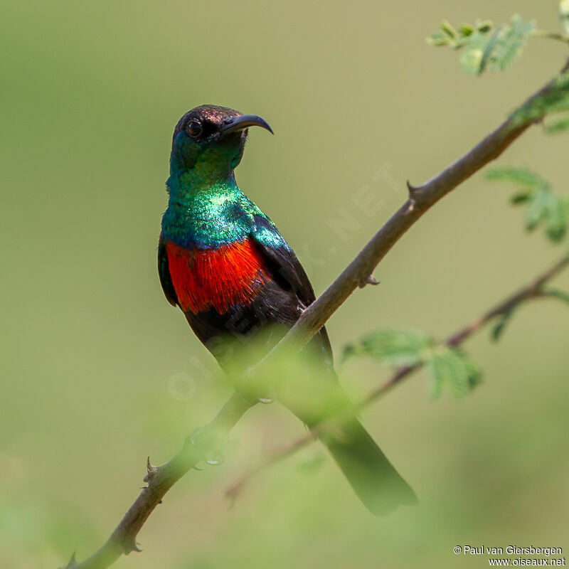 Shining Sunbird male adult