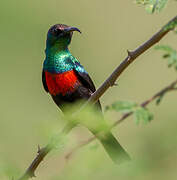 Shining Sunbird