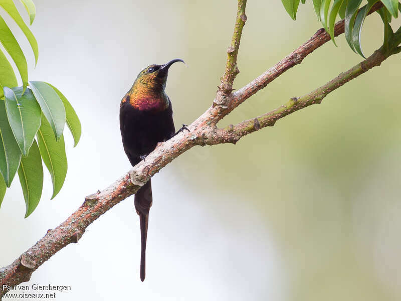 Bronze Sunbird male adult, habitat, pigmentation