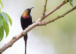 Bronzy Sunbird