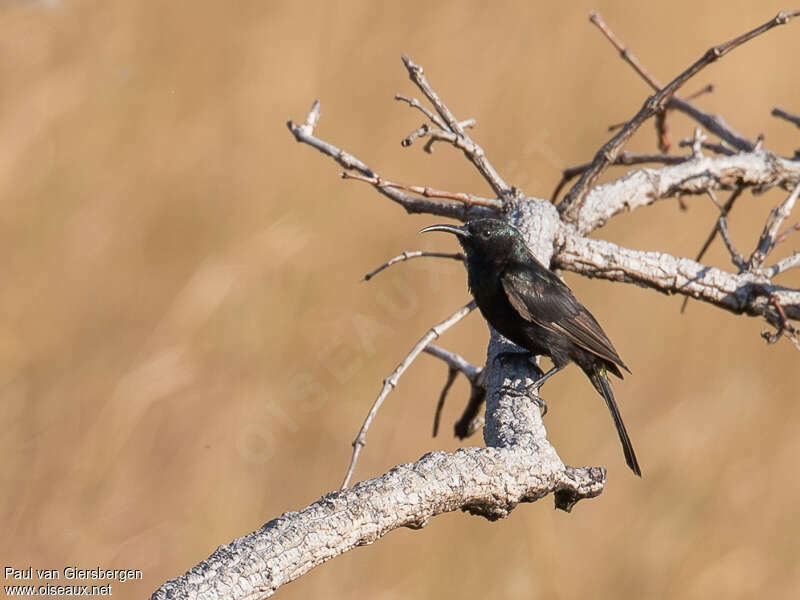 Bronzy Sunbird male immature, identification