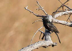 Bronzy Sunbird