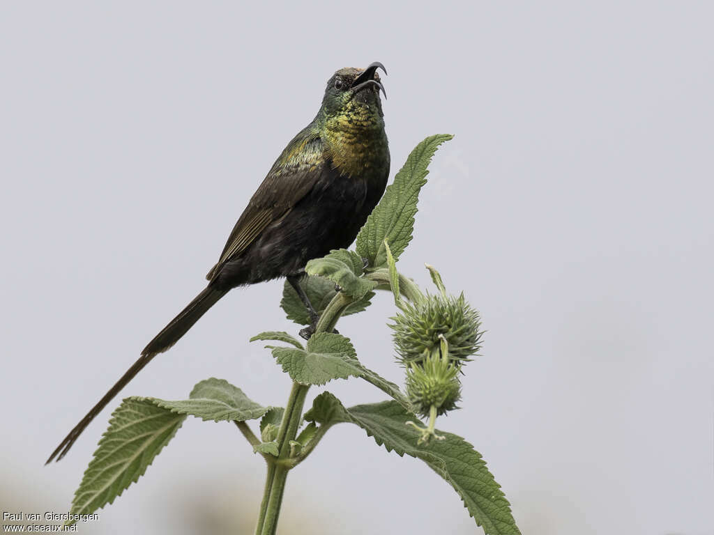 Bronzy Sunbird male adult, identification