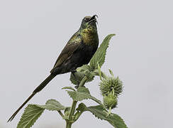 Bronzy Sunbird