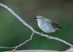 Mangrove Sunbird