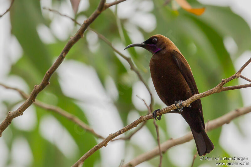 Carmelite Sunbird