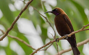 Carmelite Sunbird