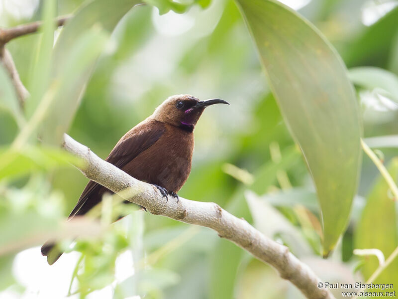 Carmelite Sunbird