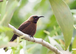 Carmelite Sunbird