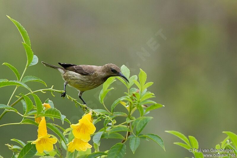 Carmelite Sunbird