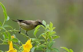 Carmelite Sunbird