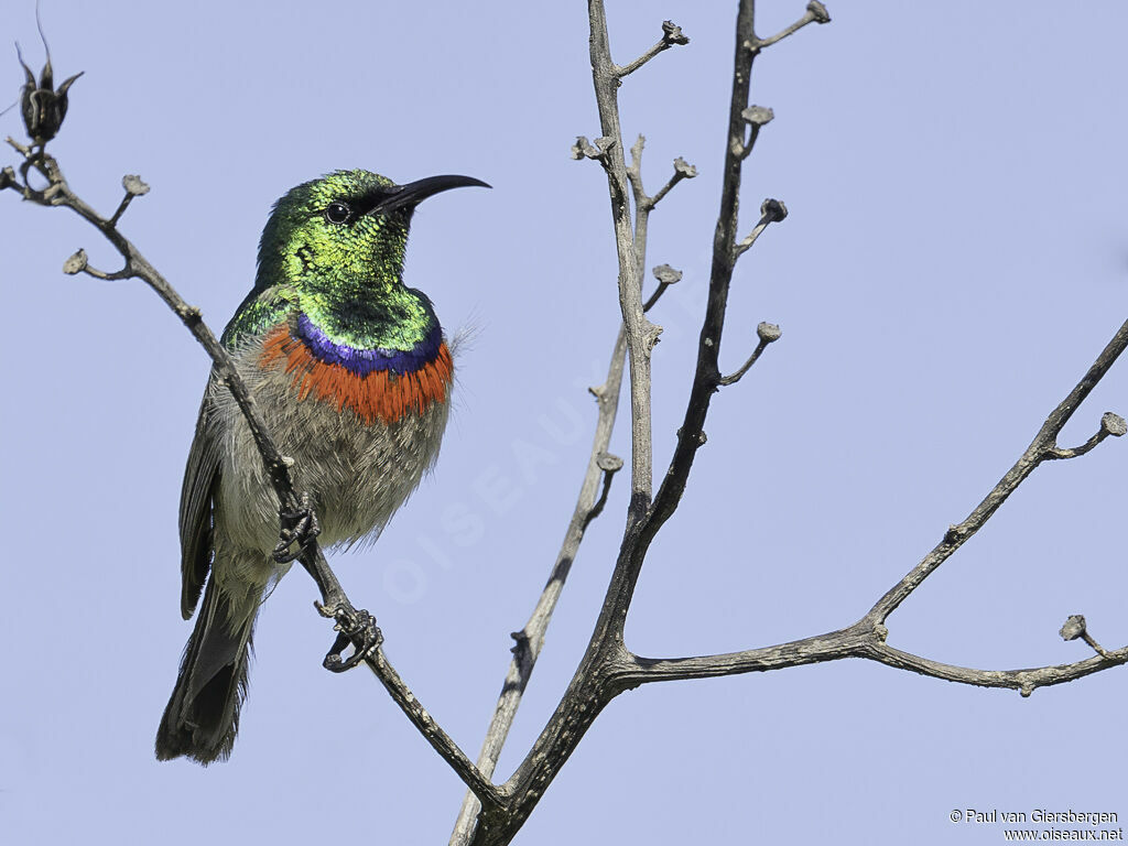 Southern Double-collared Sunbird male adult