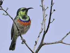 Southern Double-collared Sunbird