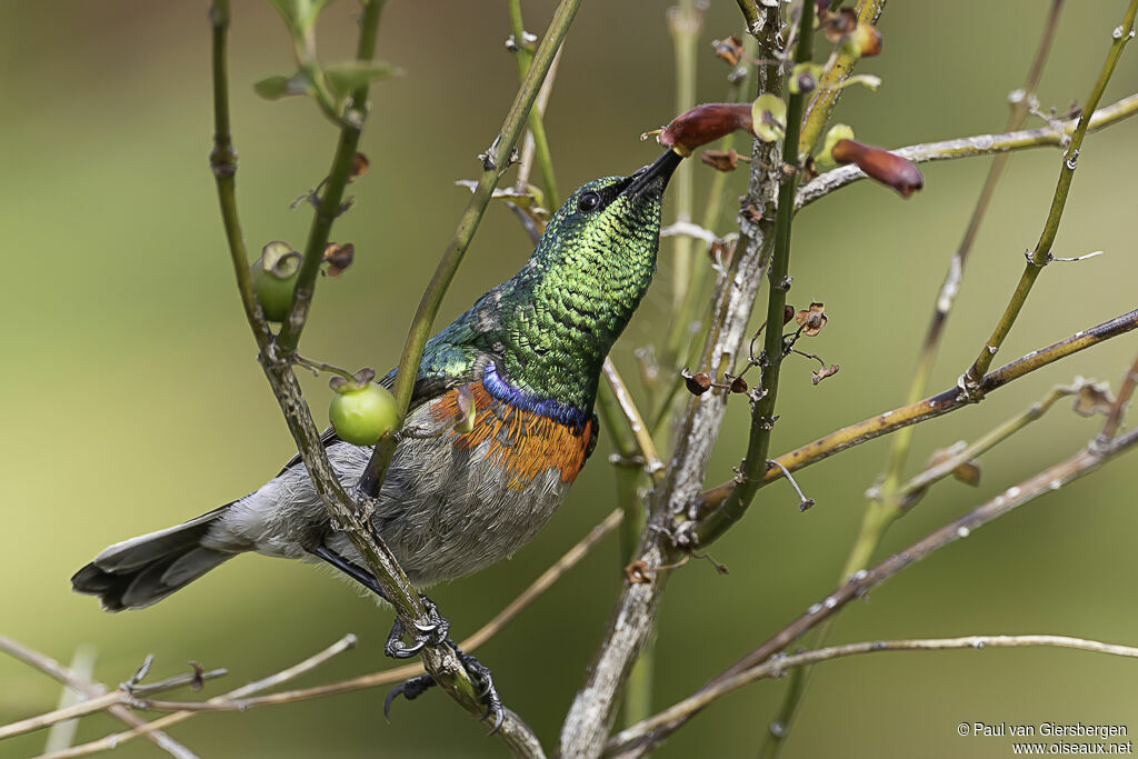 Southern Double-collared Sunbird male adult