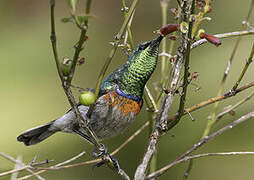 Southern Double-collared Sunbird