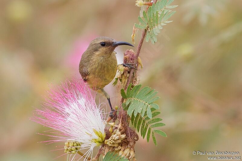 Copper Sunbird