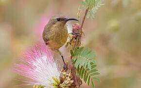 Copper Sunbird