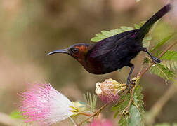 Copper Sunbird