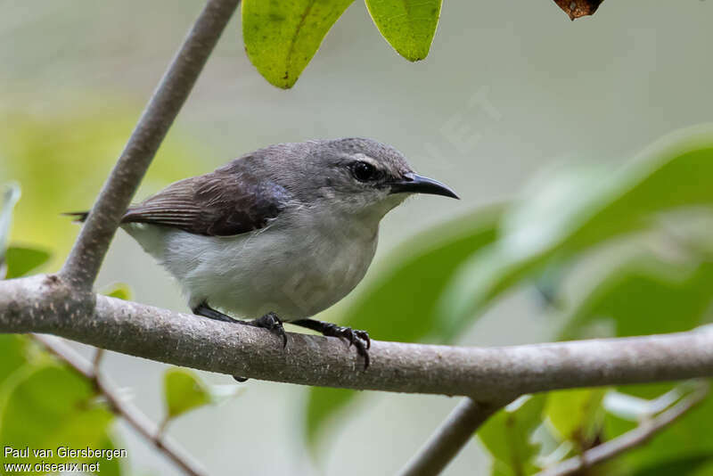Amani Sunbird female adult, identification
