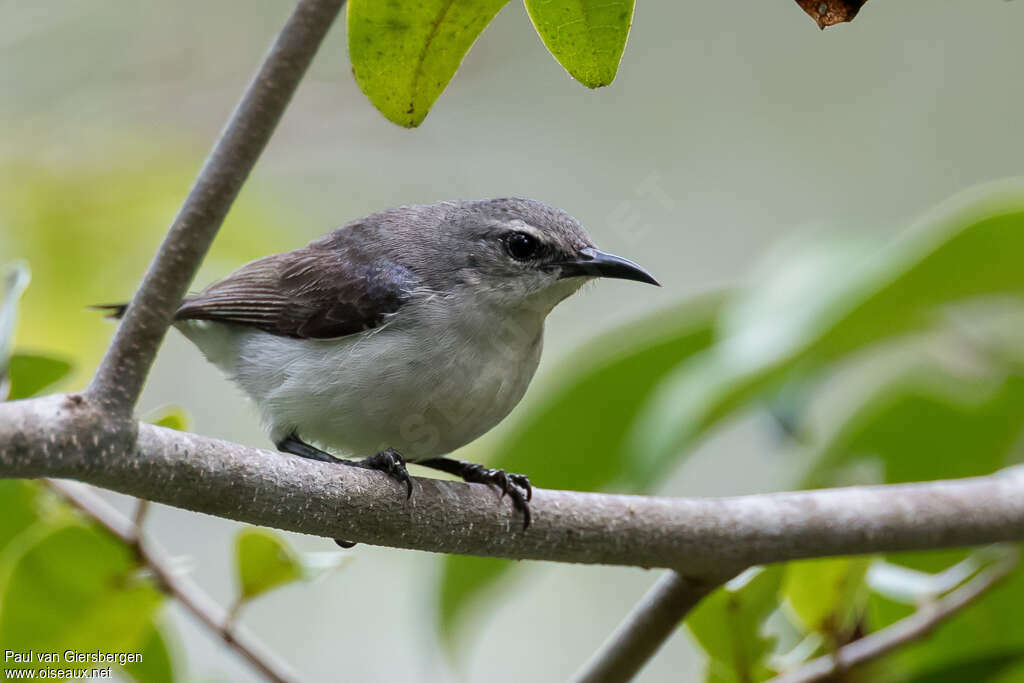 Souimanga d'Amani femelle adulte, identification