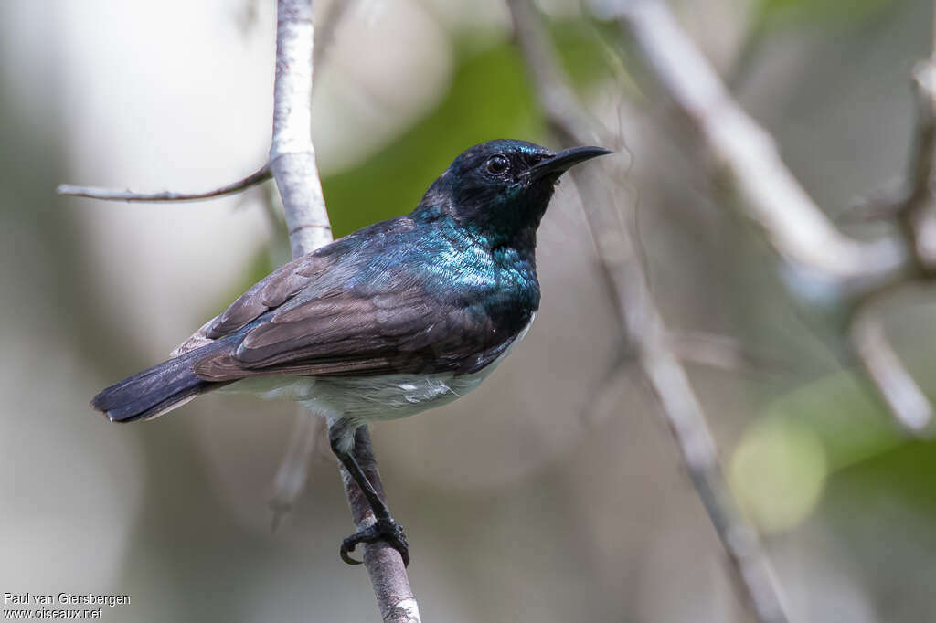 Amani Sunbird male adult, identification