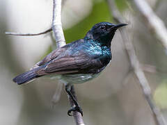 Amani Sunbird