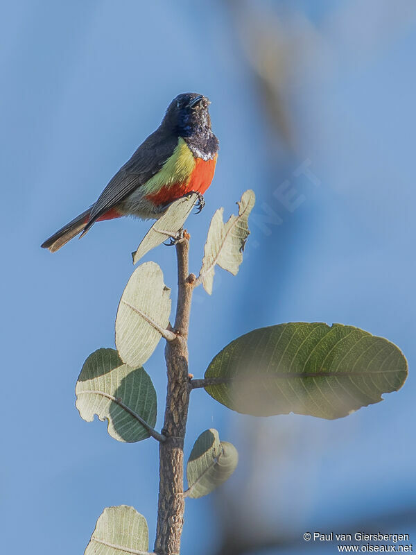 Anchieta's Sunbird