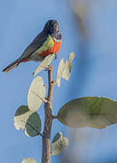 Anchieta's Sunbird