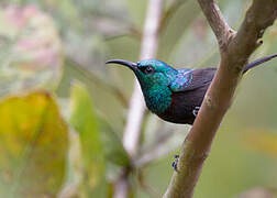 Anjouan Sunbird