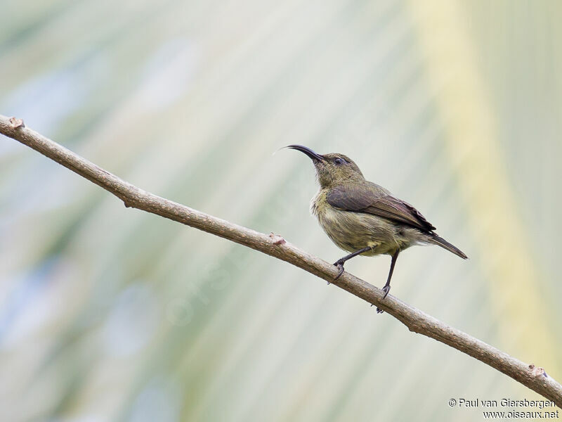 Anjouan Sunbird